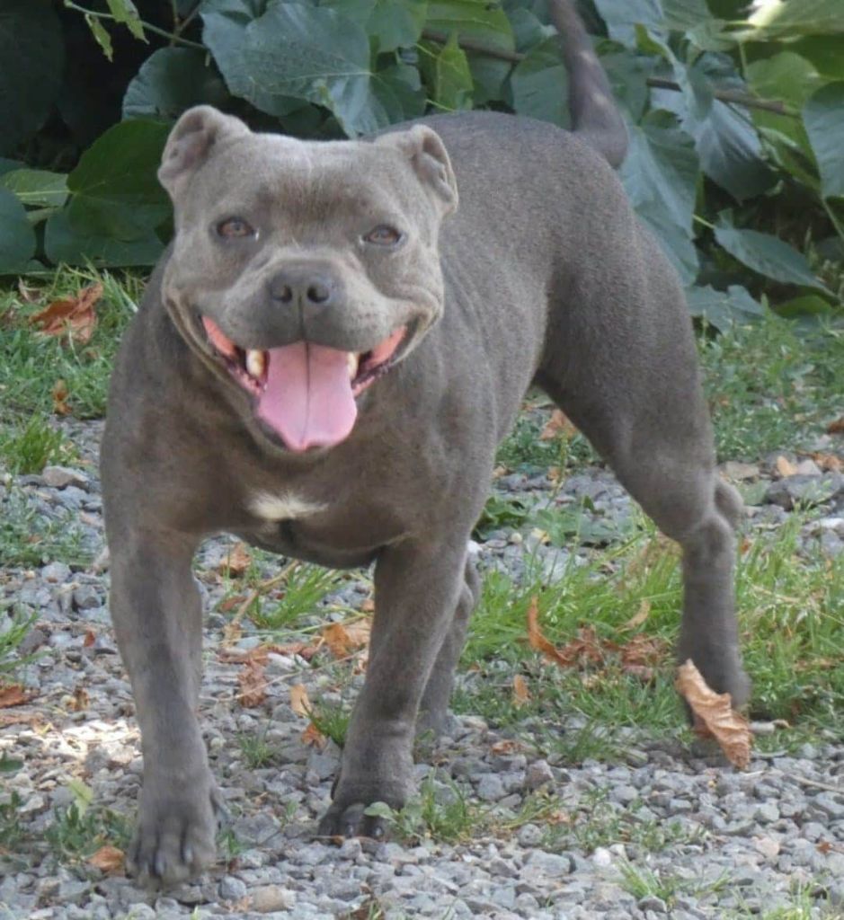 Les Staffordshire Bull Terrier de l'affixe of Cuddle and Beauty