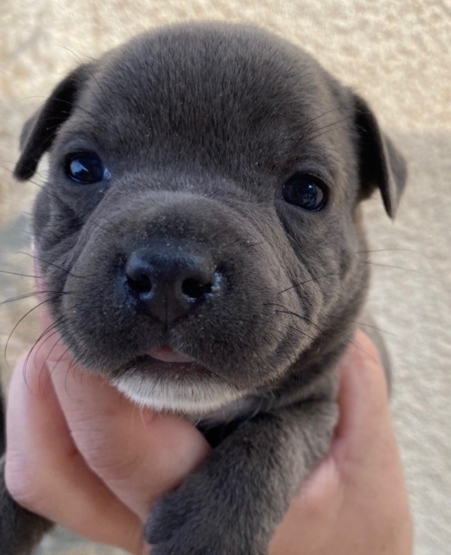 of Cuddle and Beauty - Chiot disponible  - Staffordshire Bull Terrier