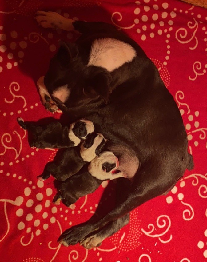 of Cuddle and Beauty - Chiots boston disponible 