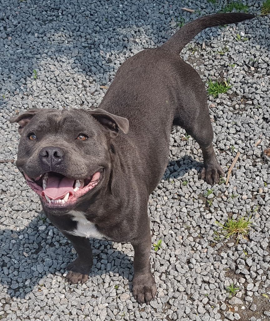 Nash blue boss Des Plateaux D'arverne