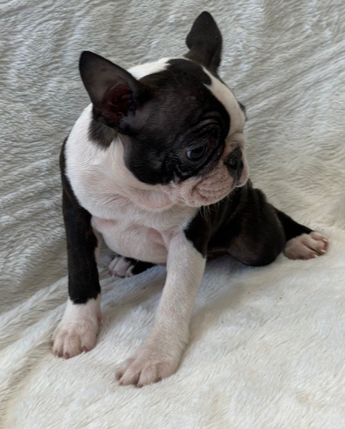 of Cuddle and Beauty - Chiot disponible  - Boston Terrier