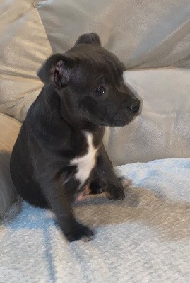 of Cuddle and Beauty - Staffordshire Bull Terrier - Portée née le 16/11/2021