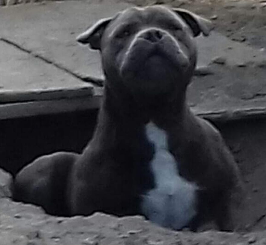 Nash blue boss Des Plateaux D'arverne