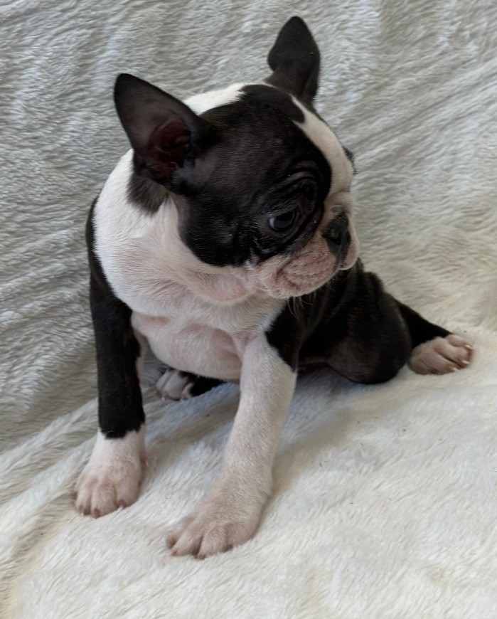 of Cuddle and Beauty - Chiots disponibles - Boston Terrier