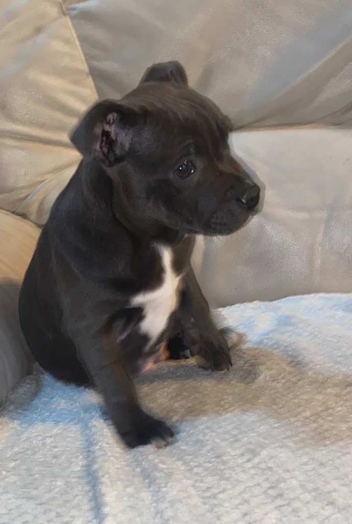 of Cuddle and Beauty - Chiots disponibles - Staffordshire Bull Terrier